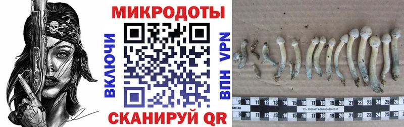 KRAKEN tor  Медногорск  Псилоцибиновые грибы MAGIC MUSHROOMS 